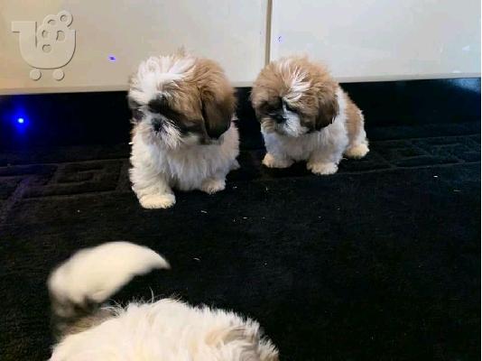 PoulaTo: διαθέσιμο κουτάβι shihpoo